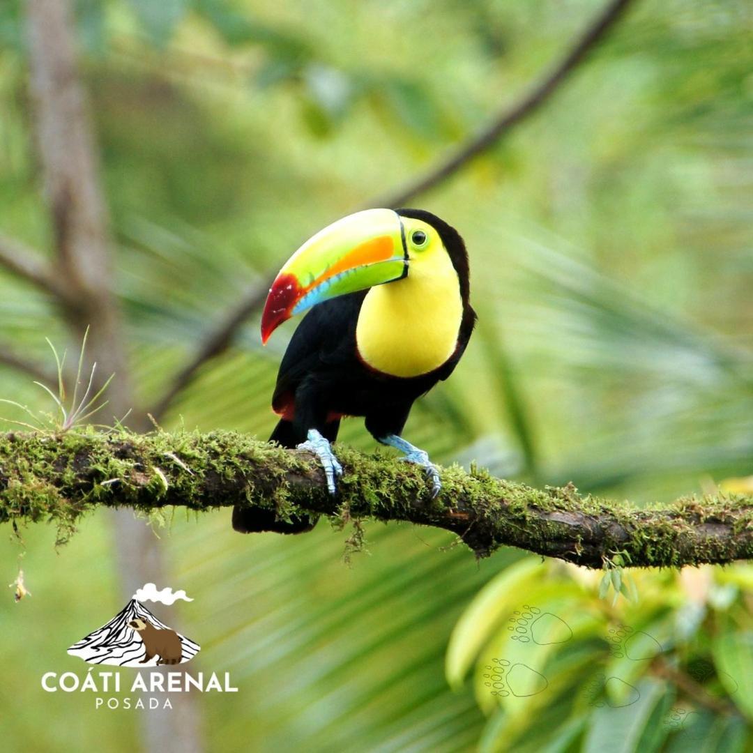 Coati Del Arenal Posada La Fortuna Exterior photo